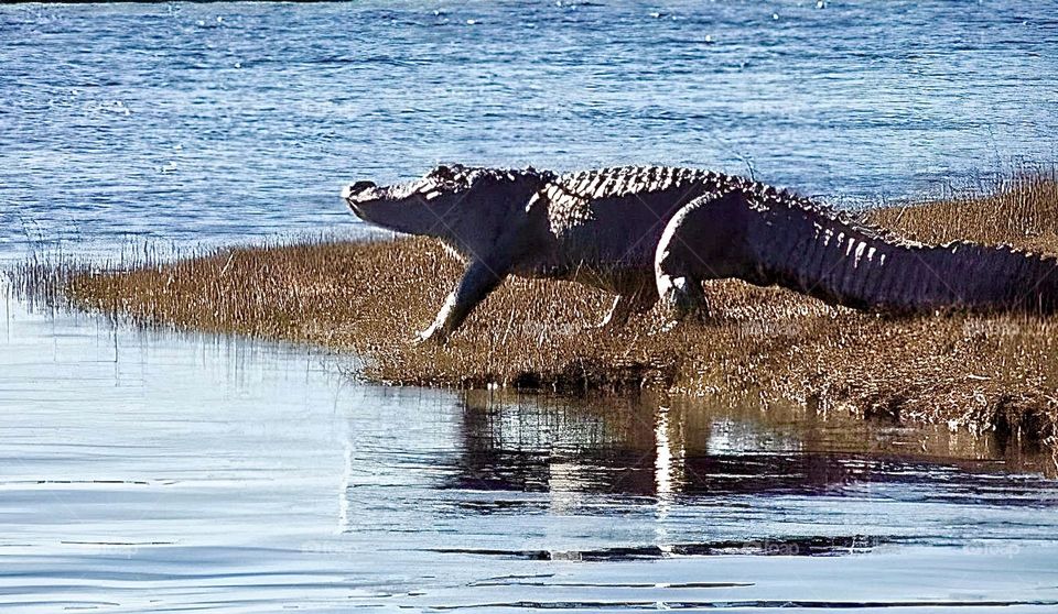 Alligator