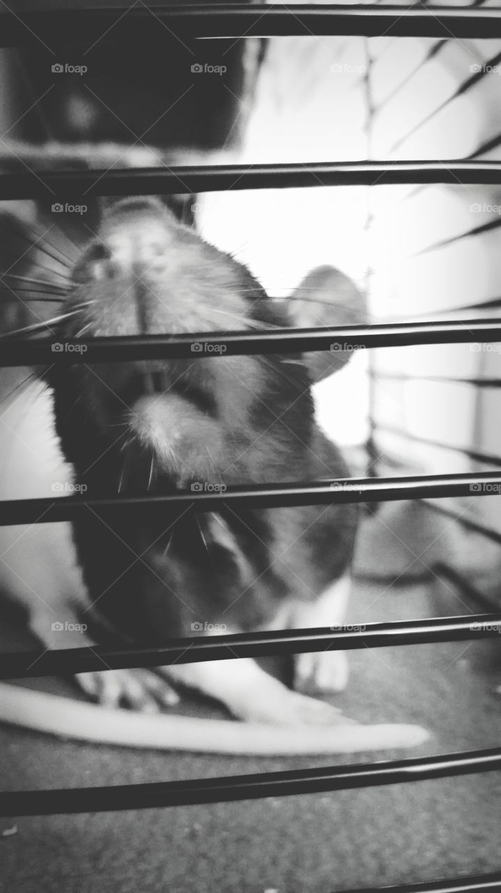 Rat in a cage.
