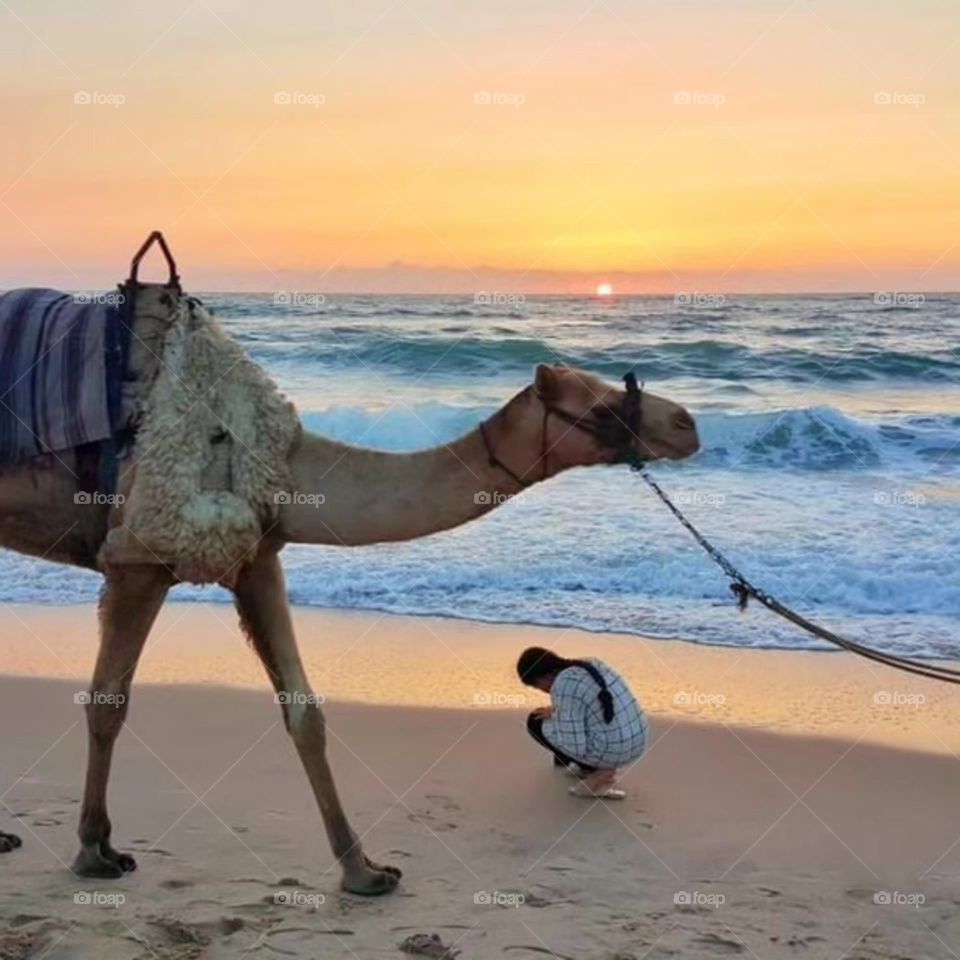 The scenery of the sunset and the camel on the beach is beautiful