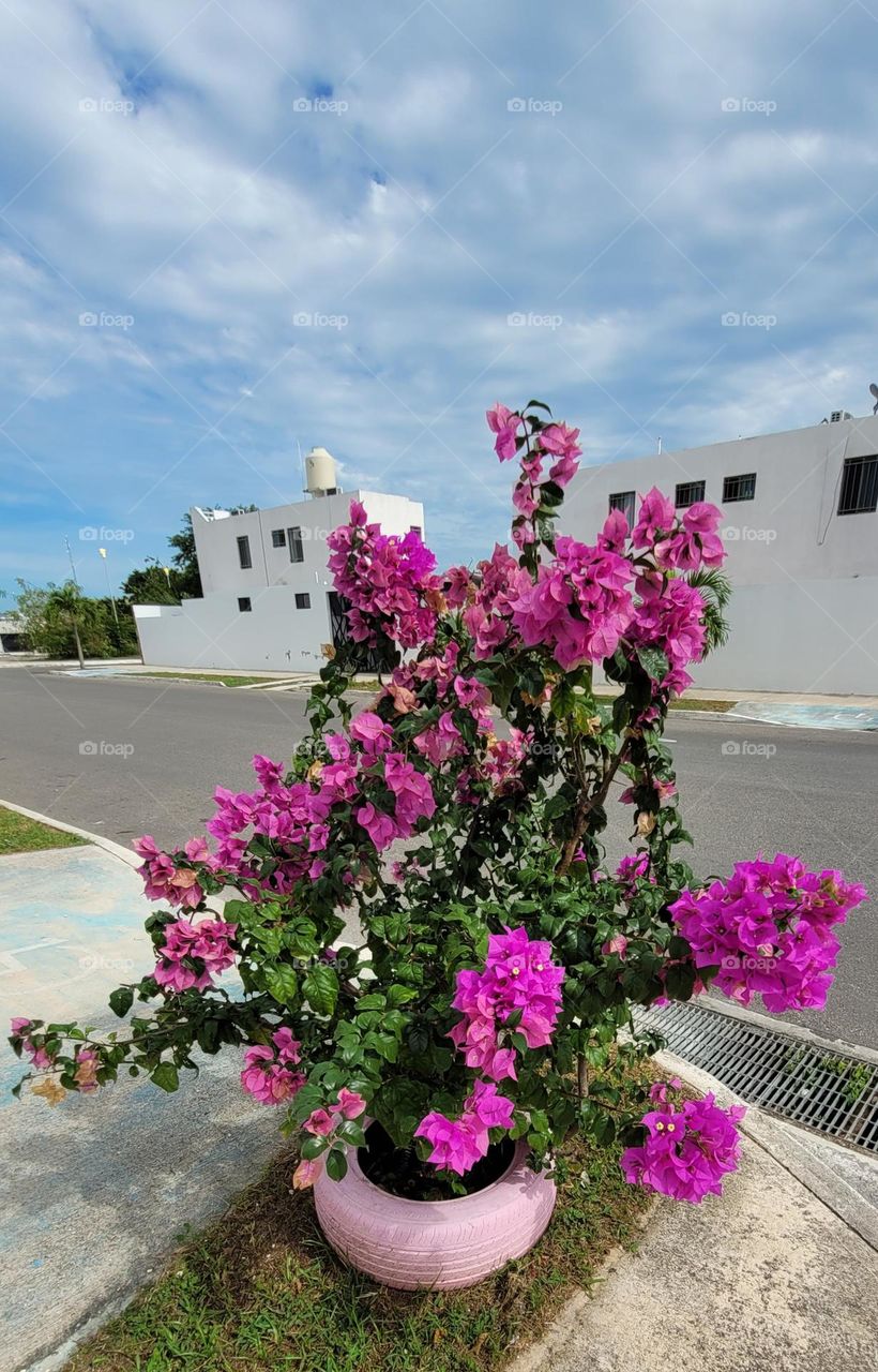 serie móvil de plantas