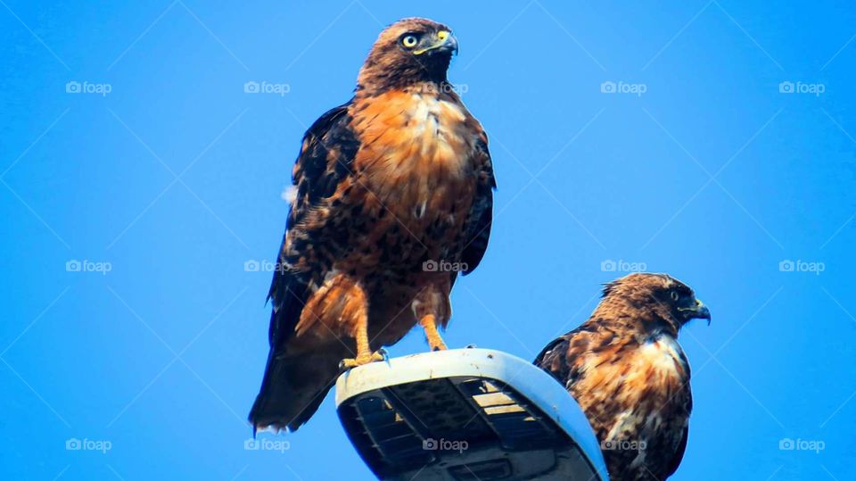 Hawks on Great Highway