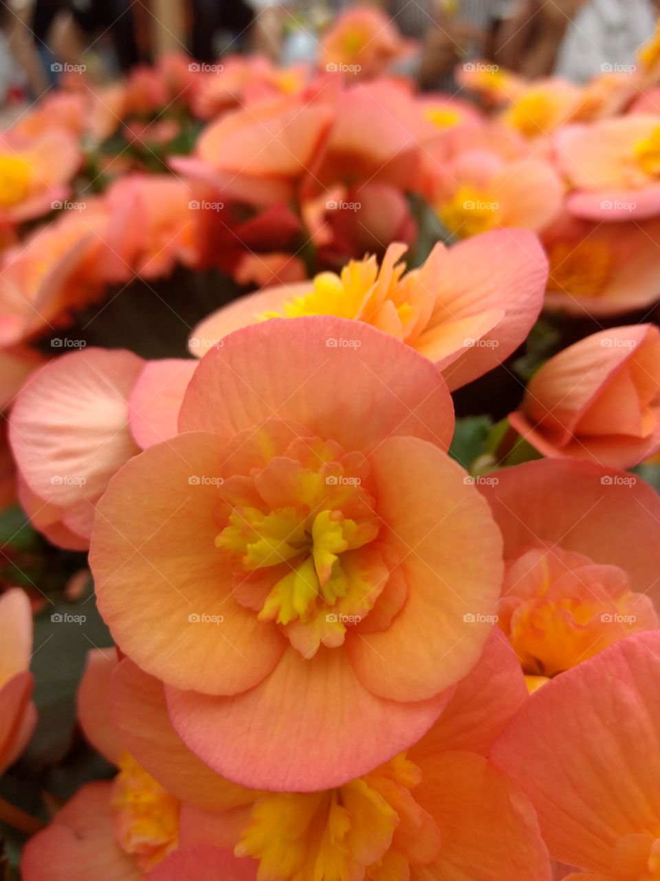 close-up pink orange flower
