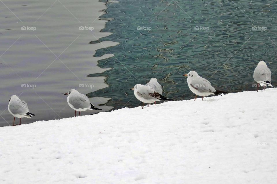 River seagulls near the water in the winter day