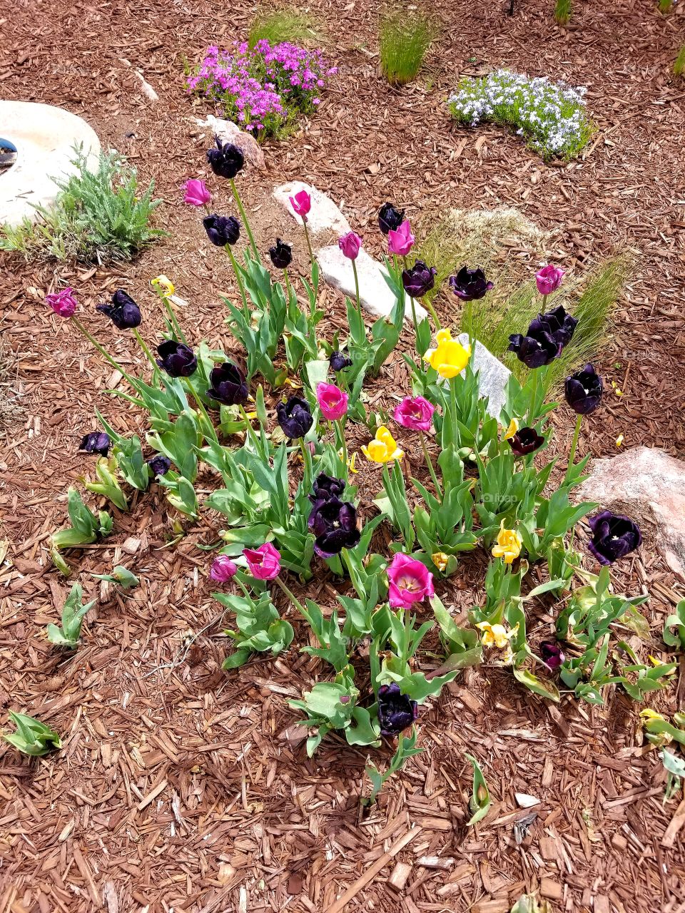 Mountain Poppies