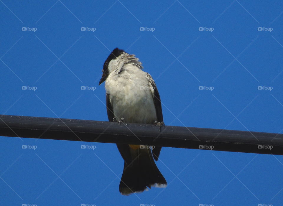 Sooty - headed bul bul. In common bird of citizen at the garden, field, or just aside of the hometown. To perch on the lined cable of. Interest of black cap, white colouring of throat, abdominal side, and colour of yellow at the site of its vent.