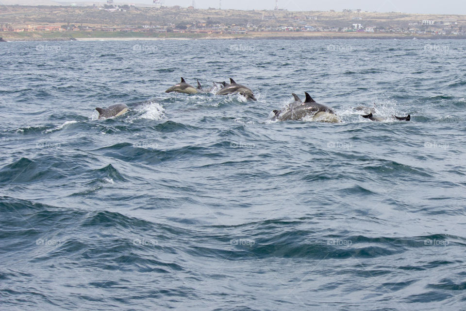 Dolphins along the boat