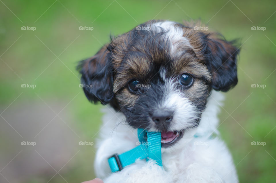 Roscoe. our little puppy learning to walk on a leash. he didn't  like it much, so he began trying to chew it off.