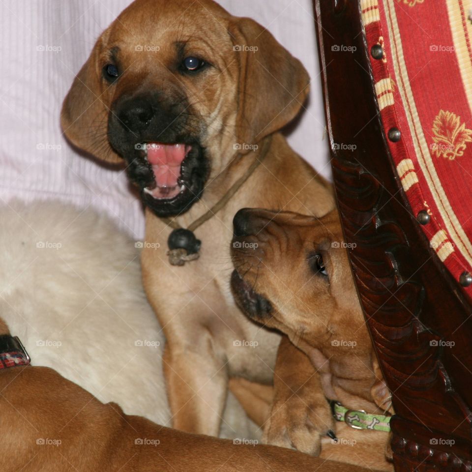 One puppy asking another puppy to move over. Laziness right from puppyhood