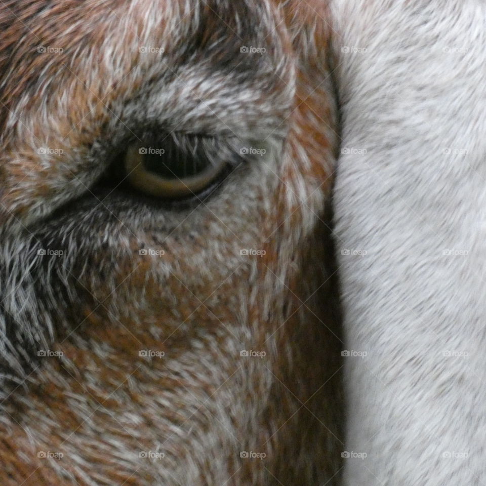 goat eye