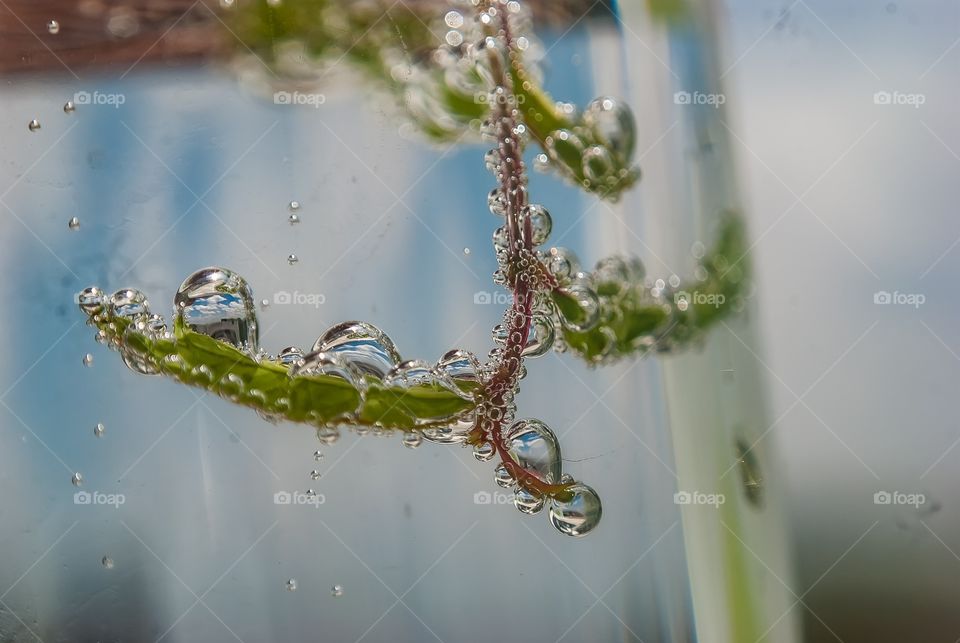 Beautiful macro shot 