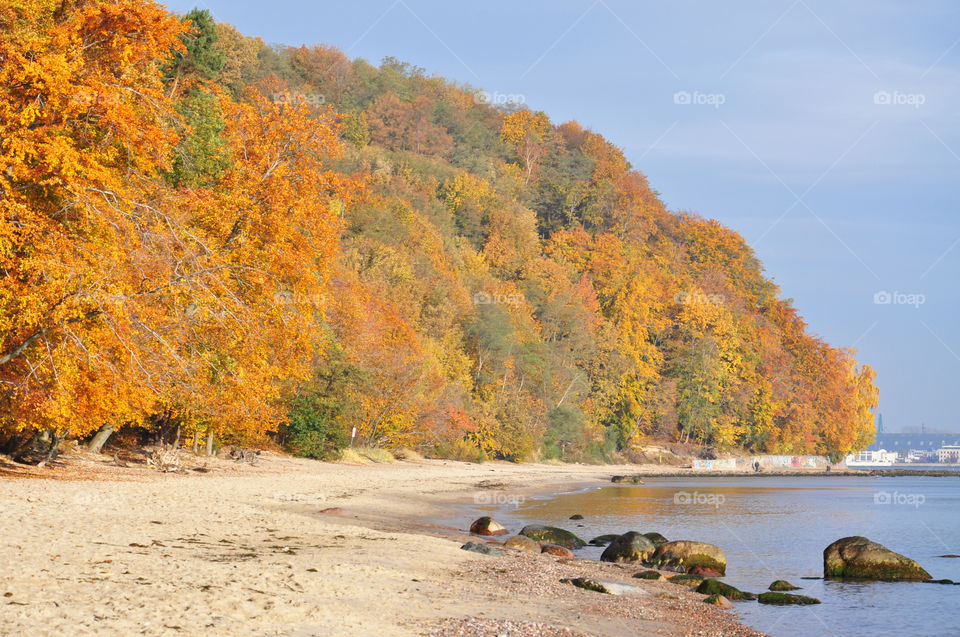 Trees at beach during autumn