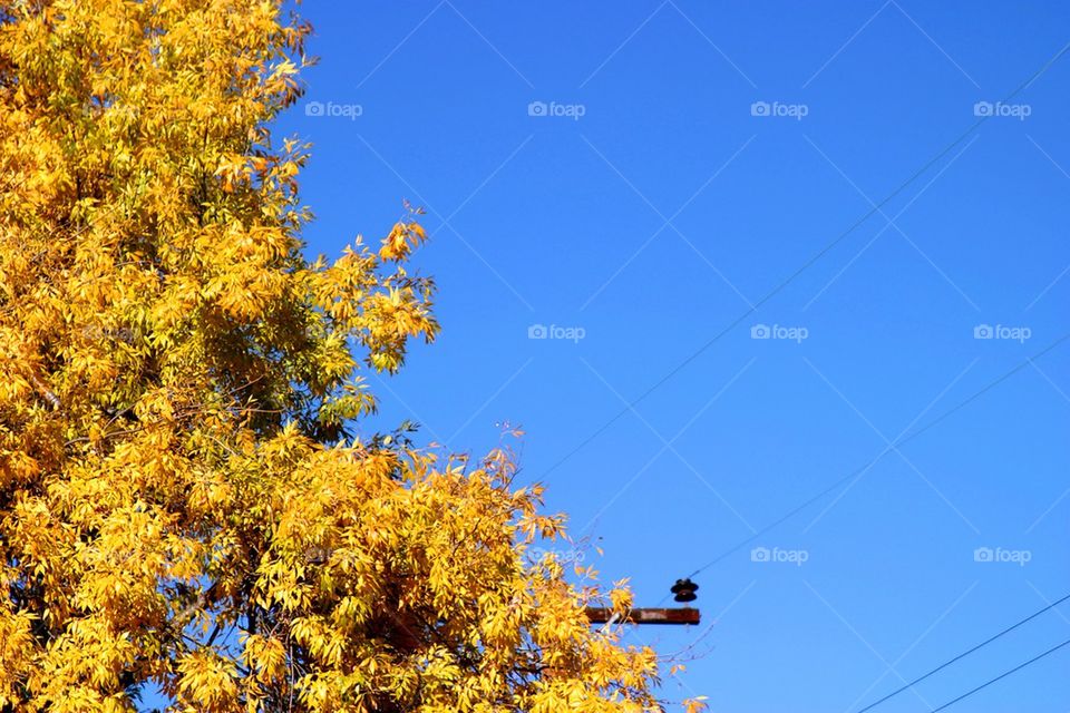Yellow Autumn Tree