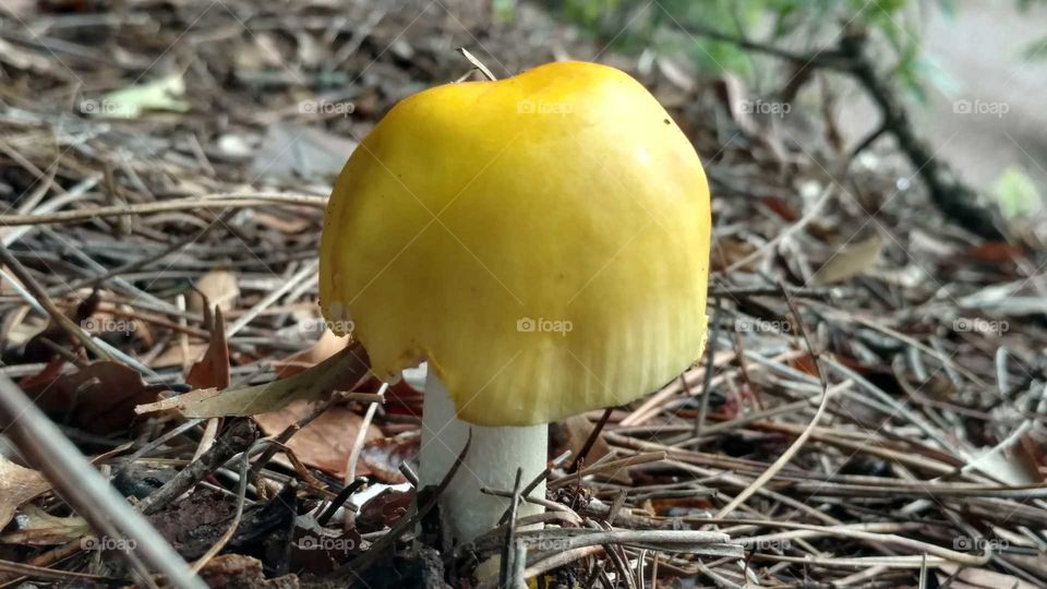 Fall, Fungus, No Person, Nature, Wood