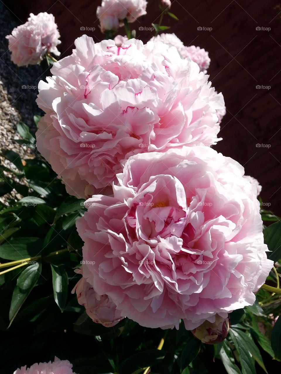 peonies
