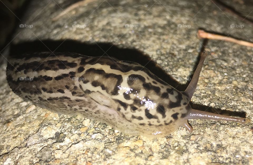 Leopard slug