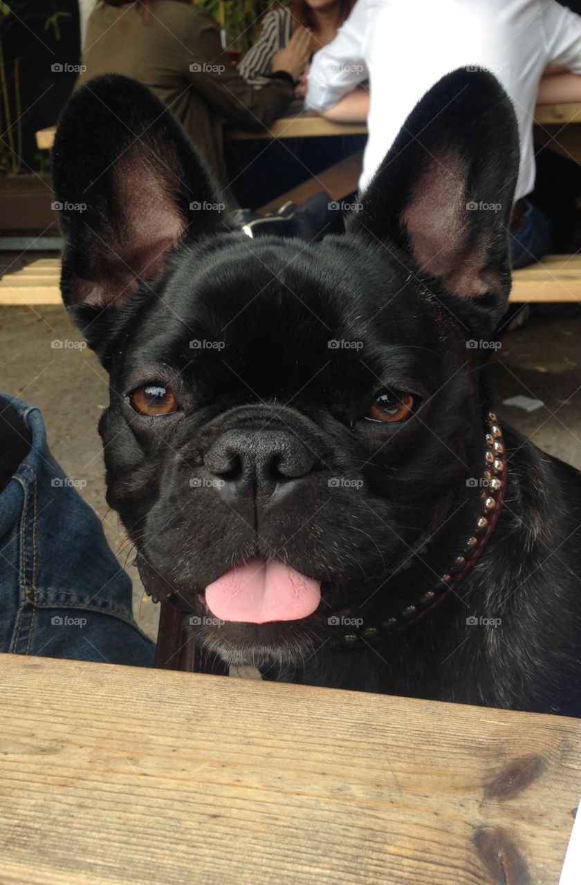 French bulldog black dog looking to camera 