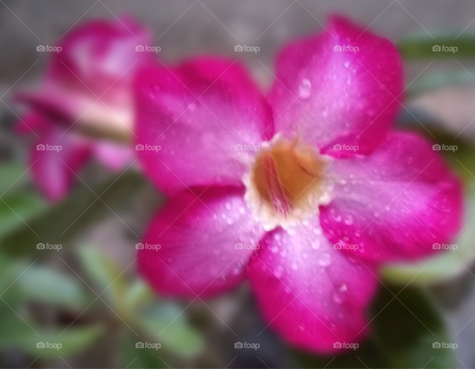 The wet adenium...