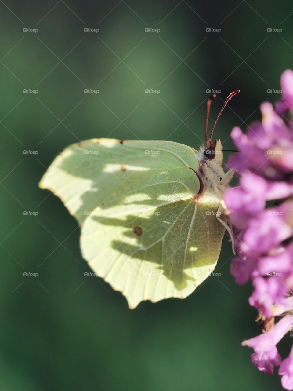 Shadows on brimstone butterfly wings