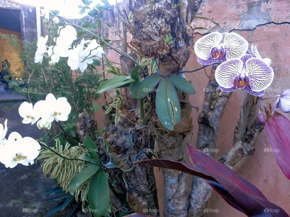 Orquídeas
