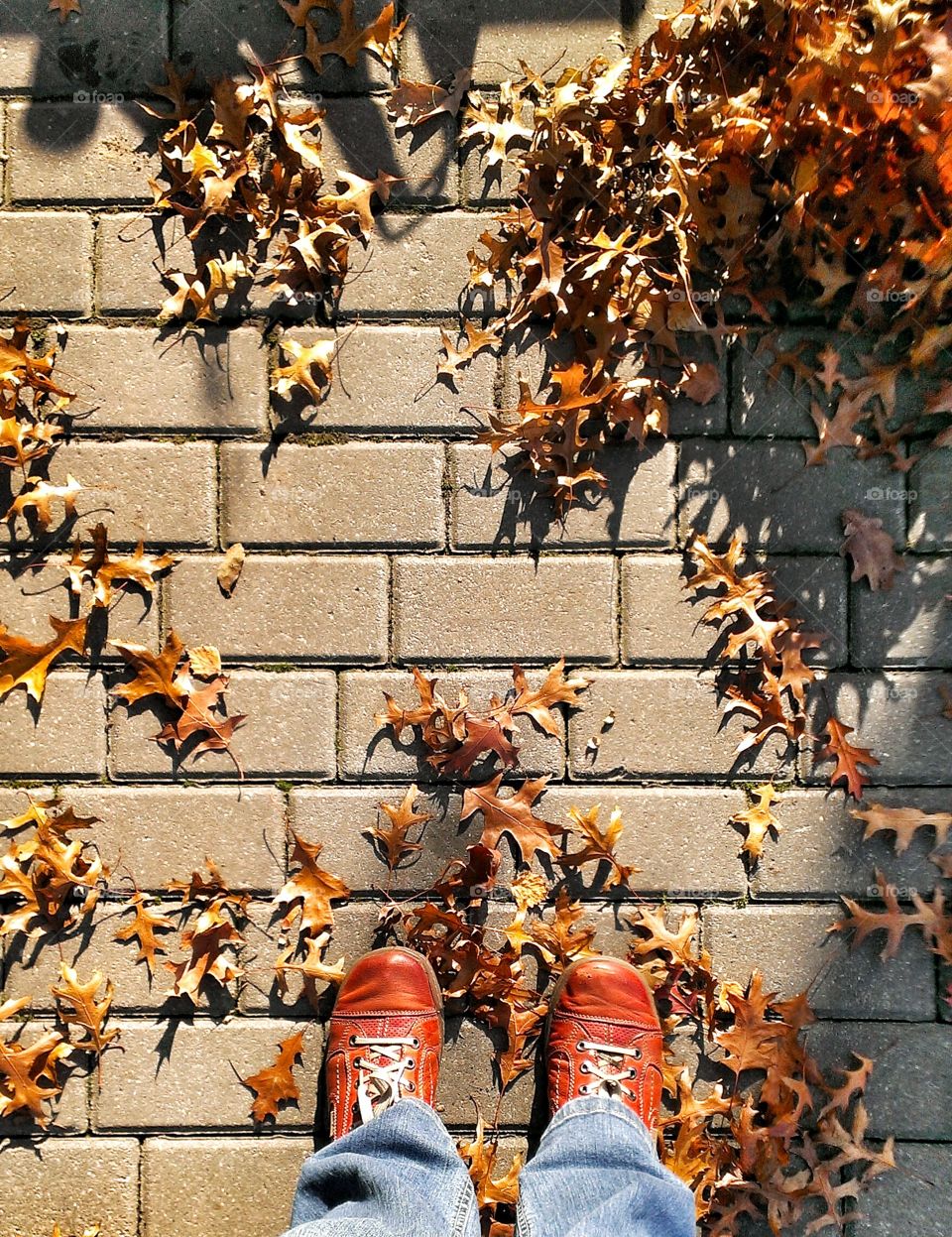 Looking down at autumn leaves. Looking down at autumn leaves lying on pavement