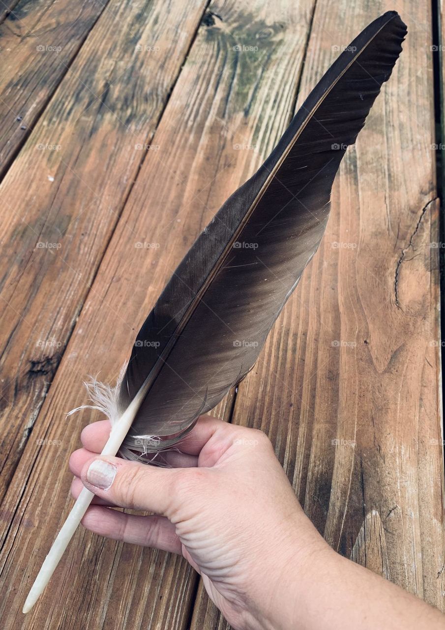 A giant Turkey Vulture feather, found laying in the woods of a local park. Imagine the size of the actual bird! 