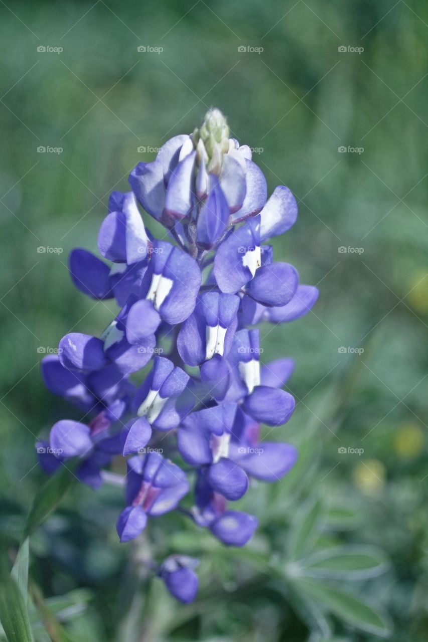 Single Bluebonnet