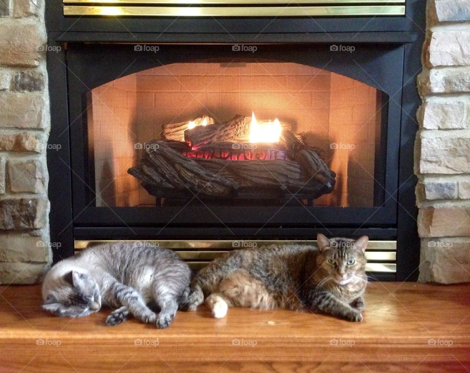 2 cats lounging in front of fireplace 