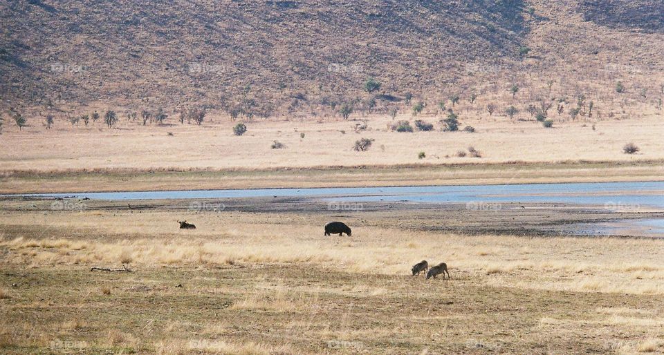 dry season. hippo, wildebeest and warthog in this scene.