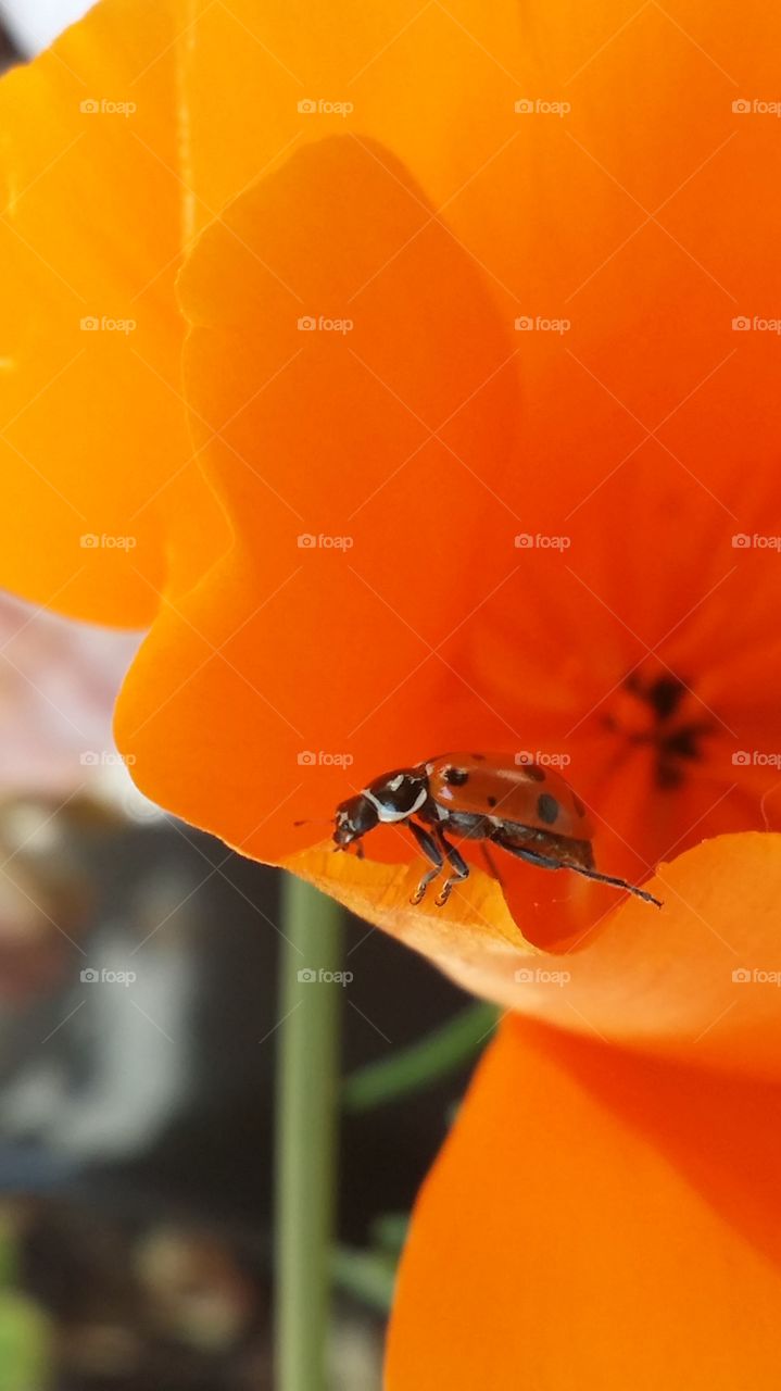 Close-up of ladybug on poppy