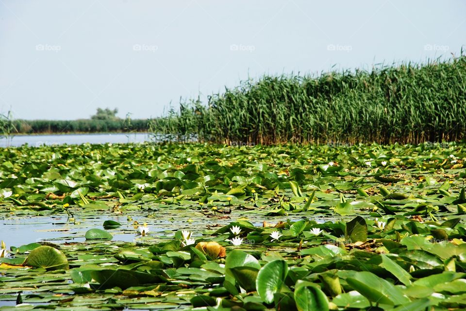 Water lilies in the Danube Delta