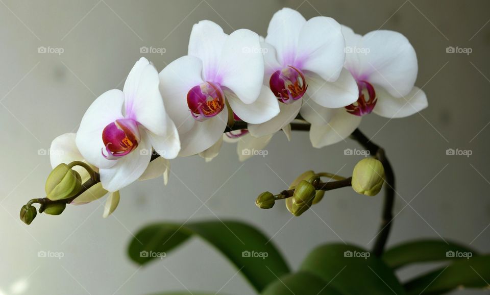 orchids flowers on a white background