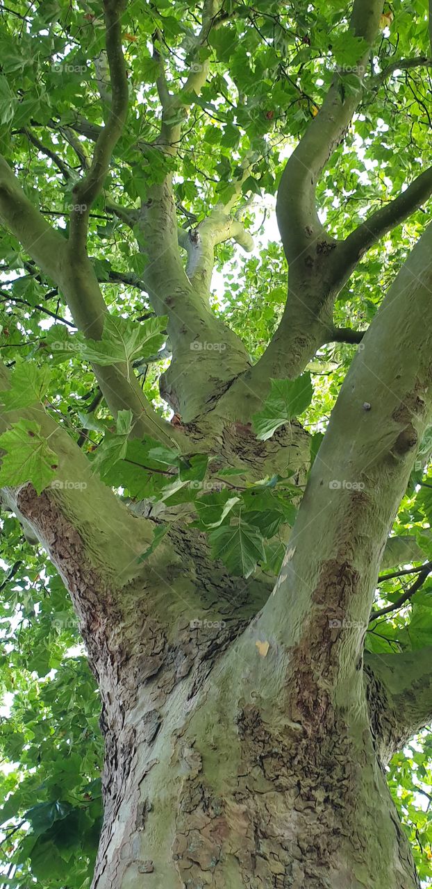 Juicy green tree bark, branches and leaves