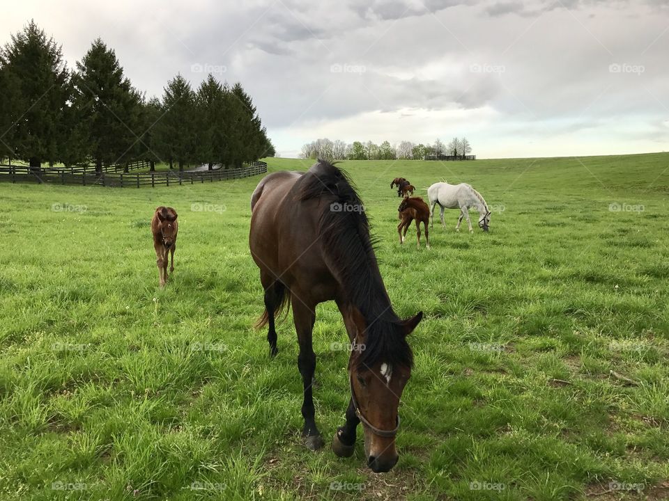 Kentucky horse pasture 