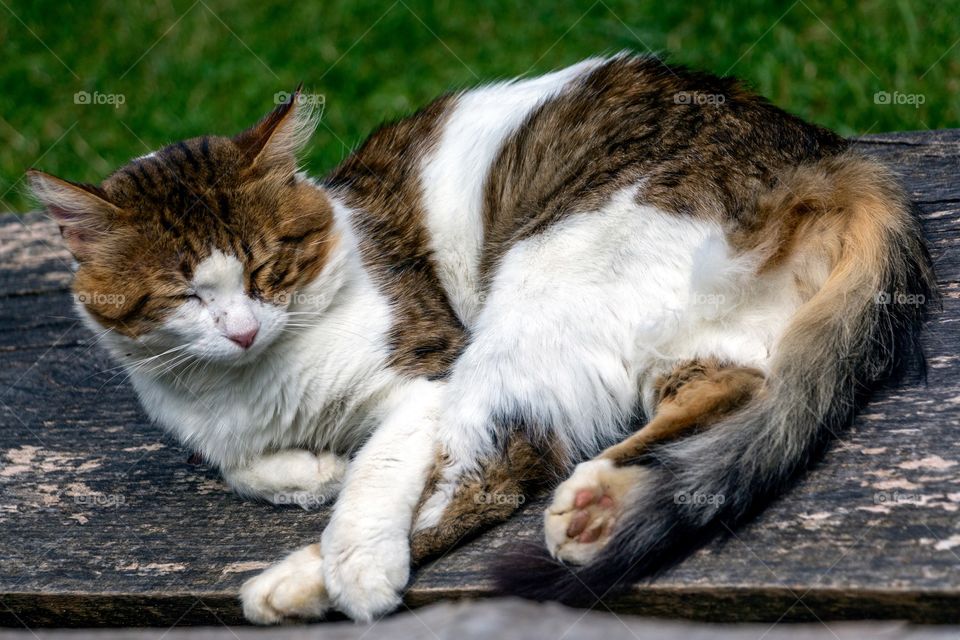 Cat lying on bench