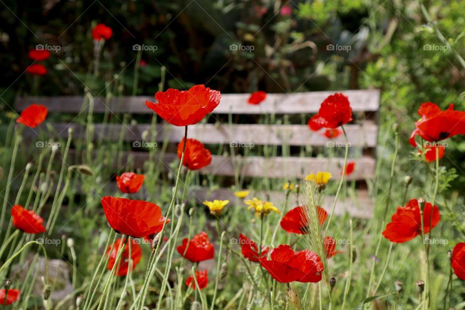 Spring flowers, poppies and chrysanthemums