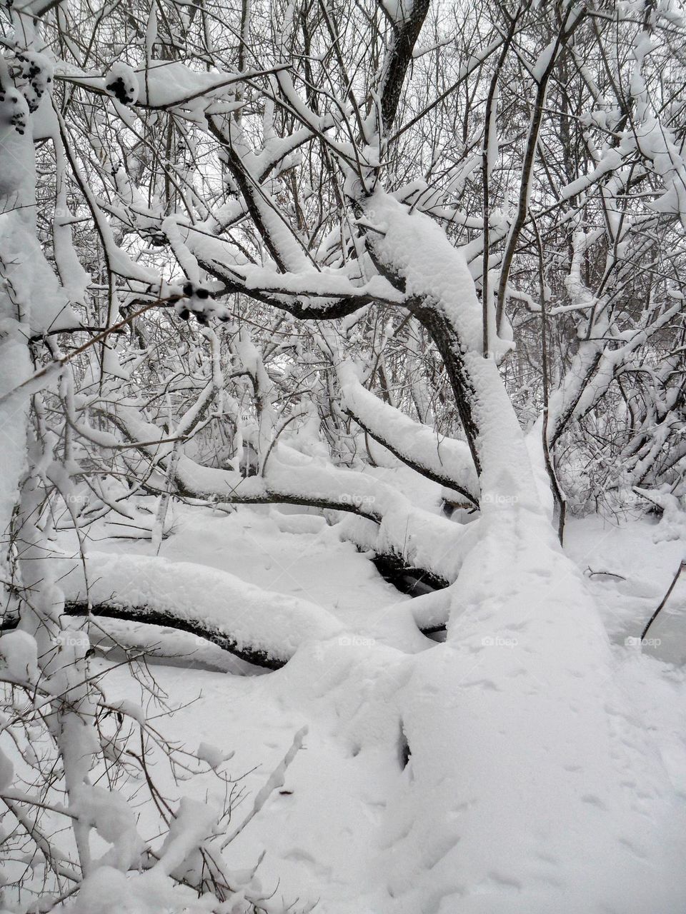 a tree under the snow