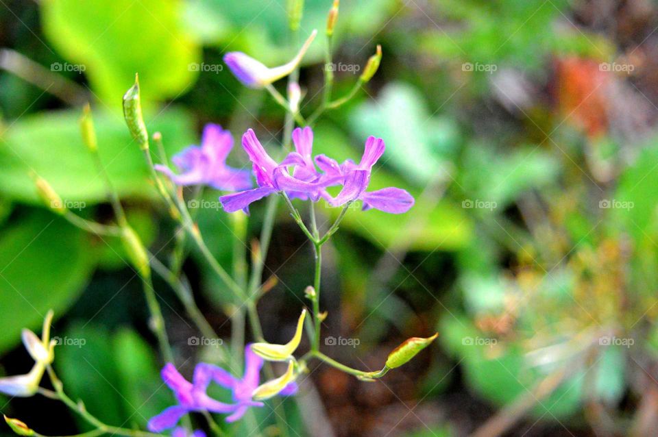 wildflowers