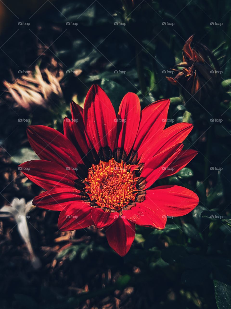 Red Gazania rigens