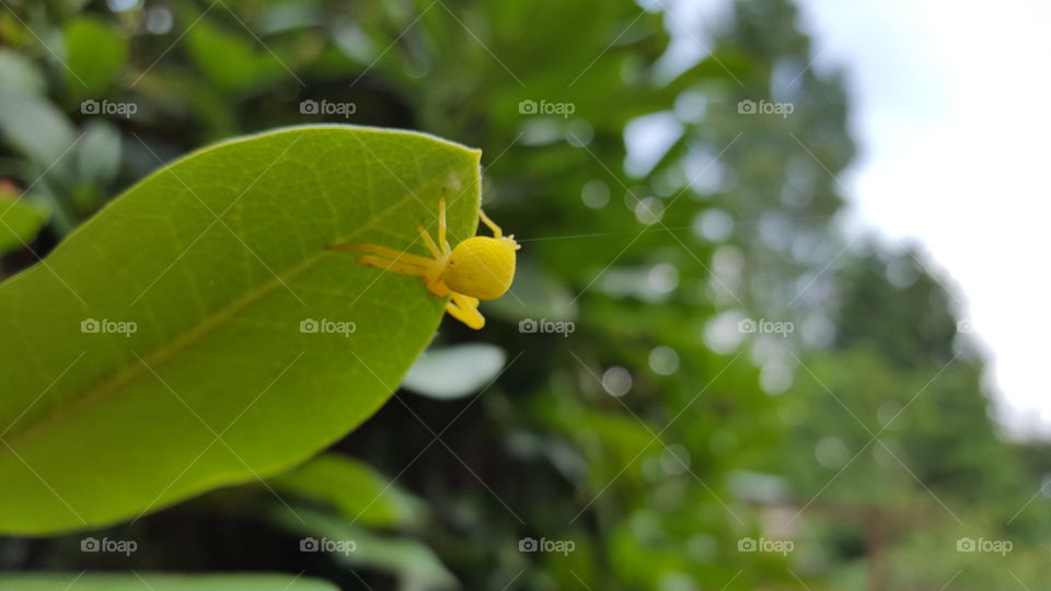 yellow spider