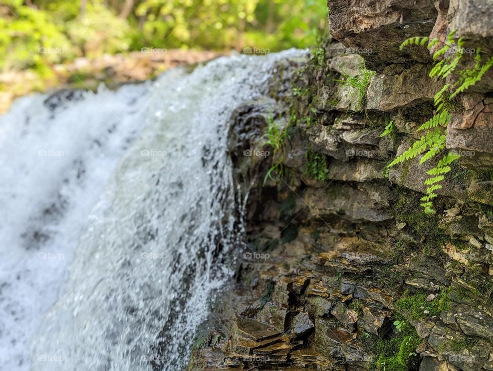 green fern plant growing along the river next to a waterfall in nature state park waterfall