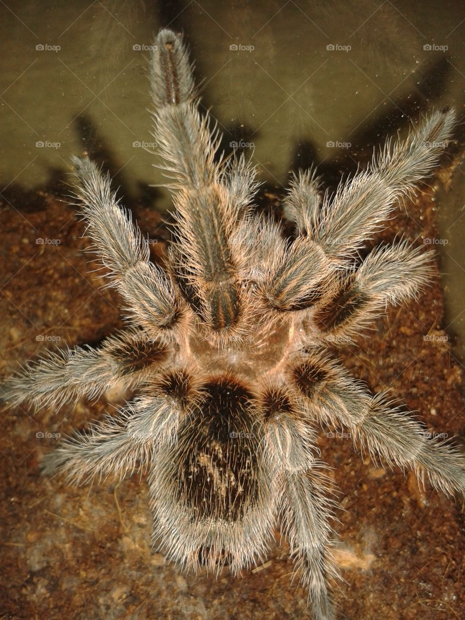 Chilean Rose Tarantula. this is one of my pets