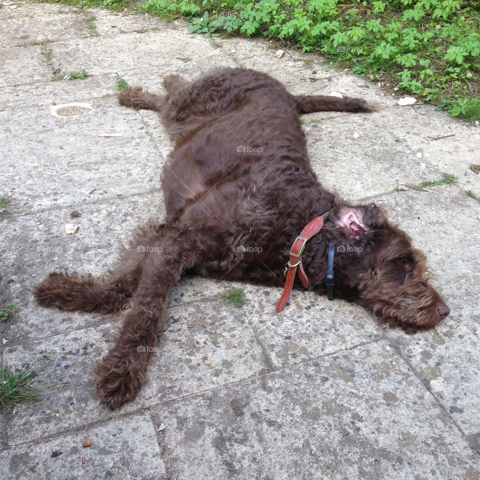 Dog, Mammal, Animal, Pet, Cute