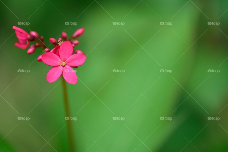 Beautiful isolated ixora flower