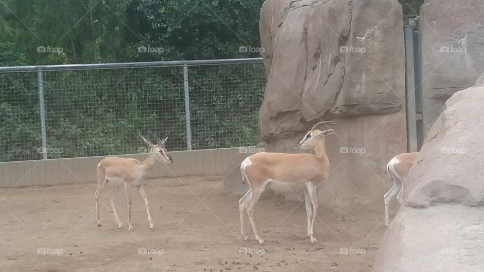 Impalas