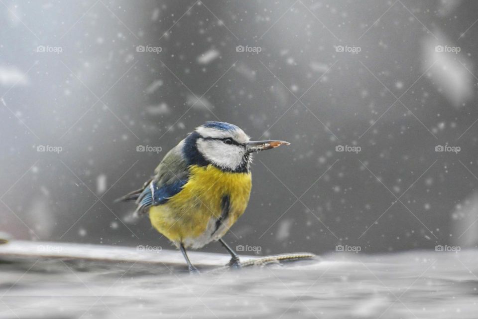 Mission Birds&Bees - Nature in Motion