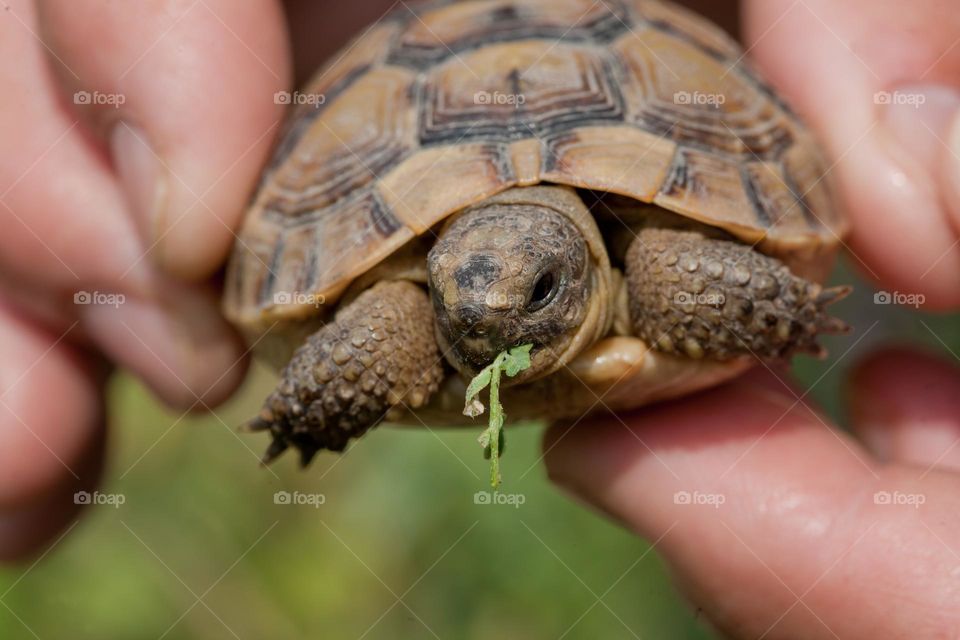 Portrait of a little turtle with blade of grass in her mouth
