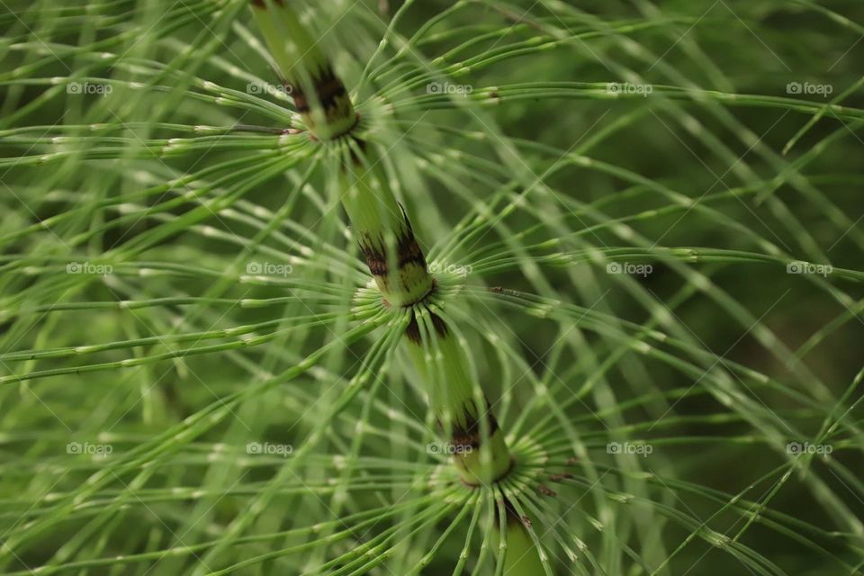 Green plant closeup up , abstract image