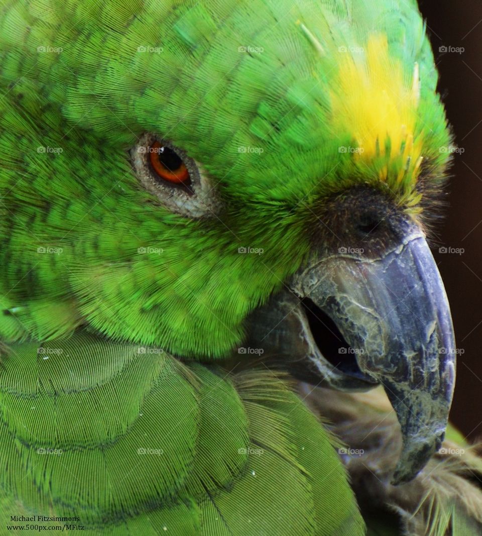 Green Parrot