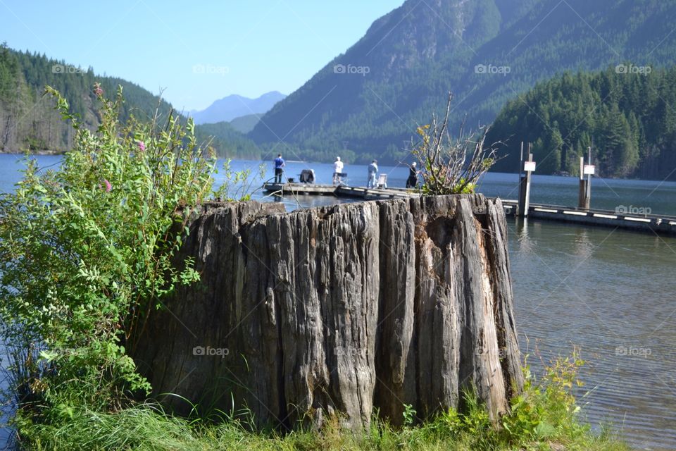 Old growth tree stump full of life!. Old growth tree stump full of life!