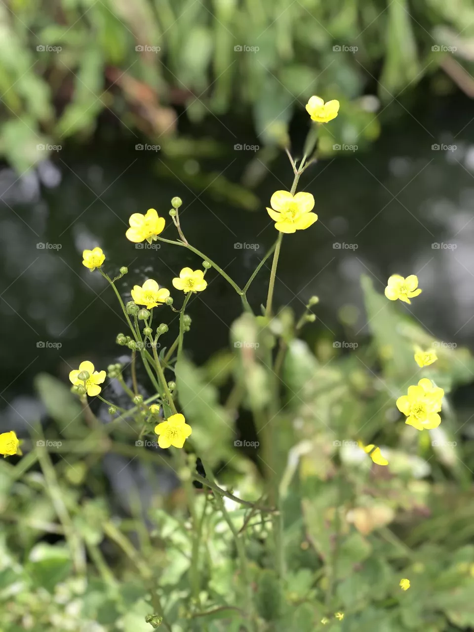 Fiori 